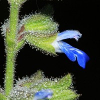 Salvia misella Kunth